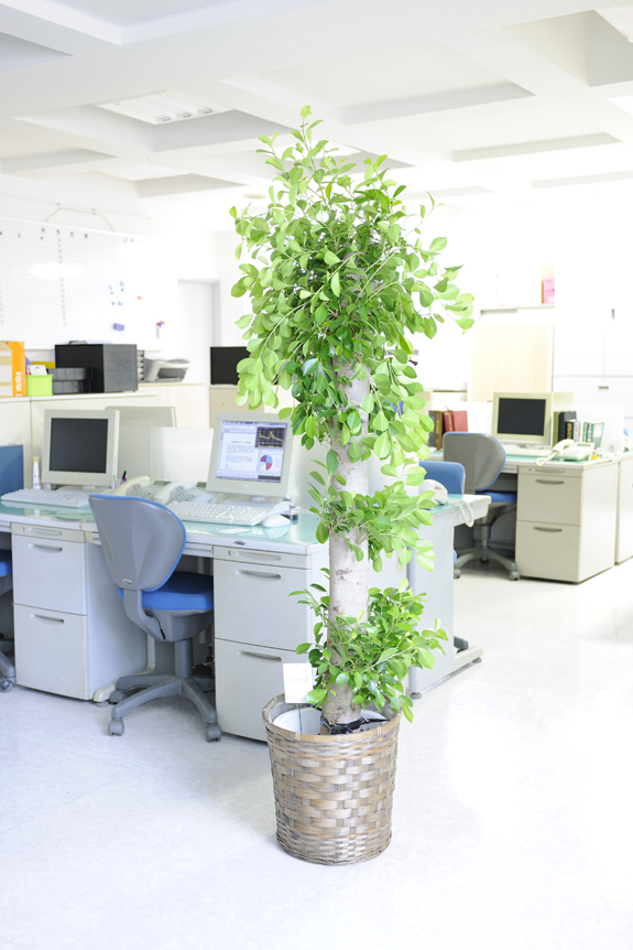 観葉植物 ガジュマル 10号※バスケット鉢カバー付 | お祝い花とお悔やみ花の専門店「ビジネスフラワー」