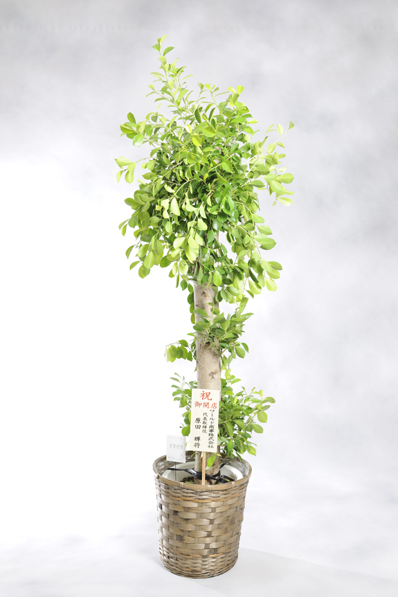 観葉植物 ガジュマル 10号※バスケット鉢カバー付 | お祝い花とお悔やみ花の専門店「ビジネスフラワー」