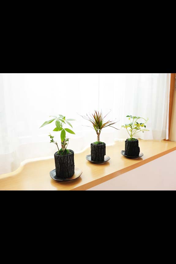 炭花壇 観葉植物 3種セット 陶器皿付き お祝い花とお悔やみ花の専門店 ビジネスフラワー